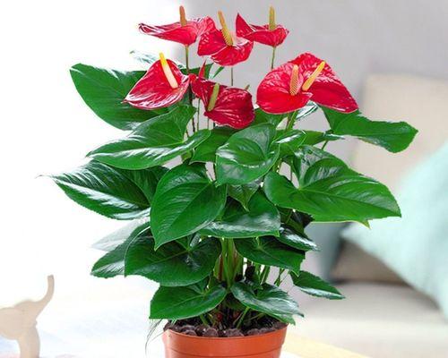 以粉掌的代表意思——传递温暖与关爱(人与人之间的真情善意)