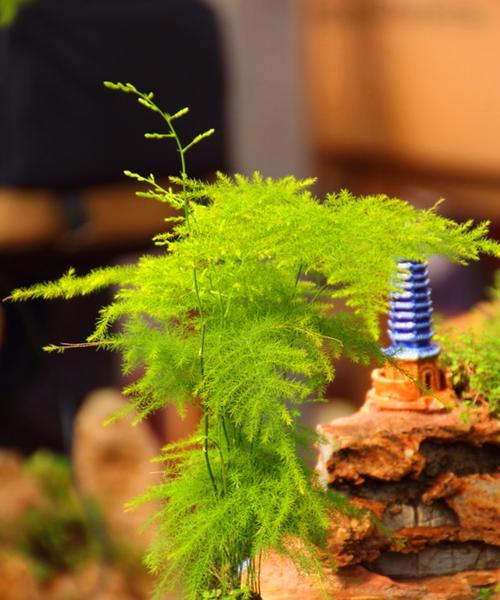 文竹风水的寓意与象征(文竹的意义)