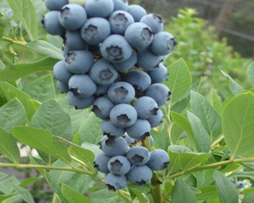 蓝莓生长需要哪些条件？其特性有哪些常见问题？