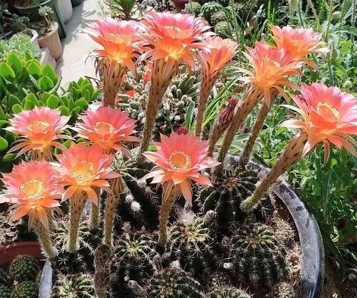 仙人球不开花是什么原因？如何解决？