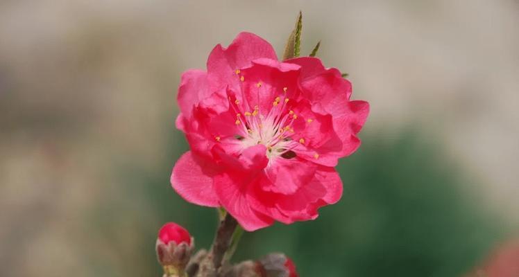 桃花的象征意义（桃花寓意情感与美好生活的1个）
