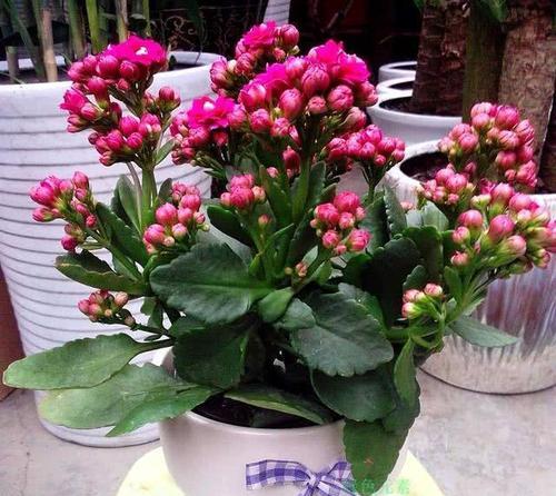 长寿花怎么养长得快又旺盛?有哪些秘诀和技巧?