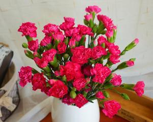 康乃馨之美——花开花落的含义（探寻康乃馨的深层寓意与象征）