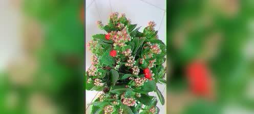 长寿花换盆的最佳时机是什么时候?换盆后如何护理?