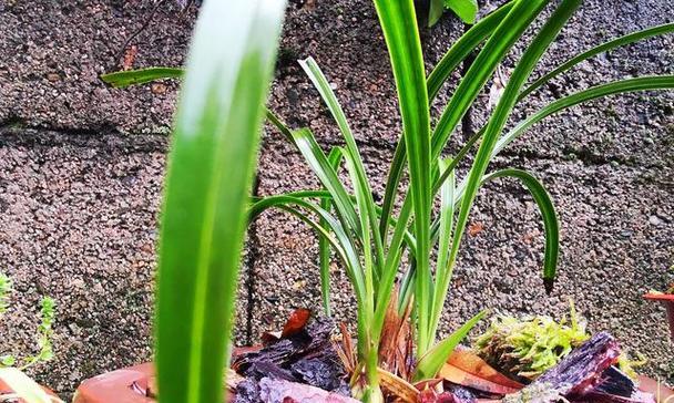 食用醋浇兰花的好处和正确方法是什么？