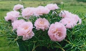 以太阳花的寓意是什么（探索以太阳花的象征意义及其内涵）