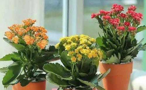 长寿花施肥指南:什么肥料最适合?如何正确施肥? 长寿花施肥指南:什么肥料最适合?如何正确施肥?