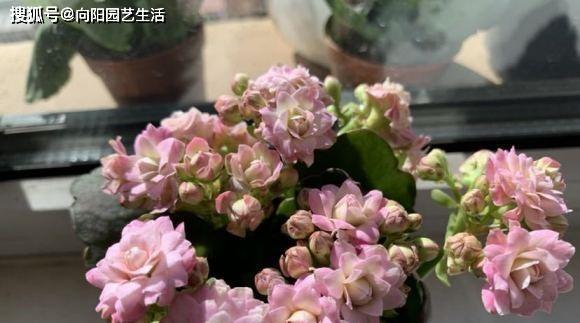 长寿花施肥指南:什么肥料最适合?如何正确施肥? 长寿花施肥指南:什么肥料最适合?如何正确施肥?