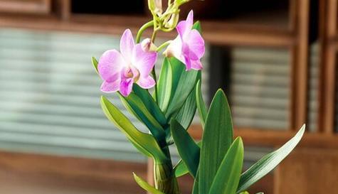 什么花的花语代表失而复得?如何用花卉表达失而复得的情感? 什么花的花语代表失而复得?如何用花卉表达失而复得的情感?