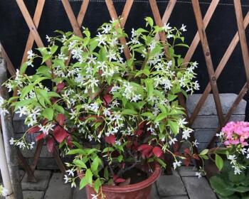 风车茉莉耐寒吗？如何在冬季保护风车茉莉？