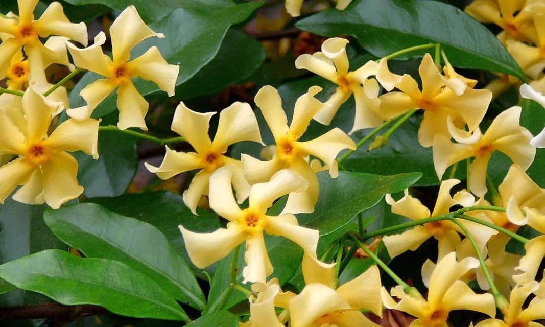 风车茉莉耐寒吗？如何在冬季保护风车茉莉？