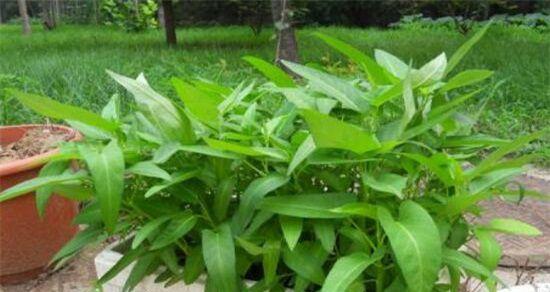 河南空心菜几月份种植最合适？如何确保高产？