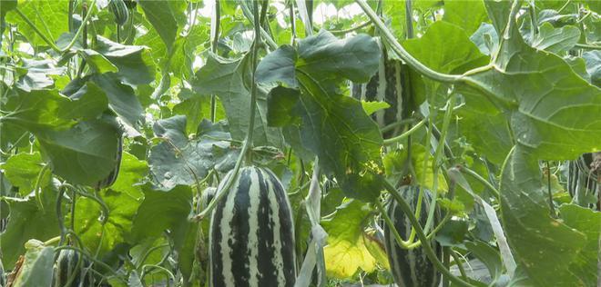 北方甜瓜几月份种植最合适?如何确保高产? 北方甜瓜几月份种植最合适?如何确保高产?