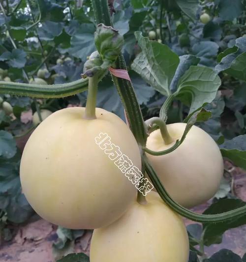北方甜瓜几月份种植最合适?如何确保高产? 北方甜瓜几月份种植最合适?如何确保高产?