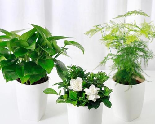 接的雨水能直接用来浇花吗?雨水浇花有哪些好处和注意事项? 接的雨水能直接用来浇花吗?雨水浇花有哪些好处和注意事项?