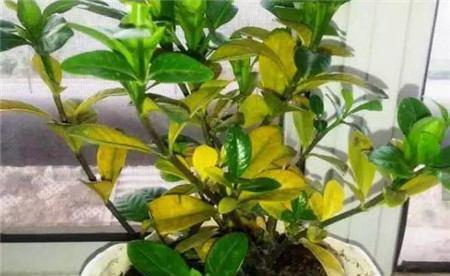 接的雨水能直接用来浇花吗?雨水浇花有哪些好处和注意事项? 接的雨水能直接用来浇花吗?雨水浇花有哪些好处和注意事项?