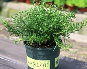 迷迭香室内养殖的利弊是什么？如何正确养护？