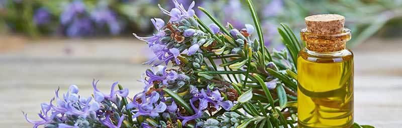 迷迭香的味道真的好闻吗？如何辨别其品质？