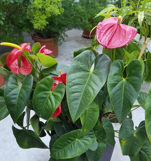 粉掌好养吗?养殖方法和养护要点是什么? 粉掌好养吗?养殖方法和养护要点是什么?