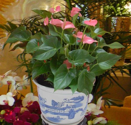 粉掌好养吗?养殖方法和养护要点是什么? 粉掌好养吗?养殖方法和养护要点是什么?