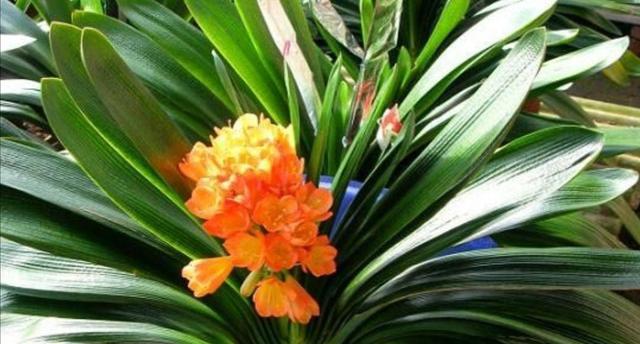 君子兰花语及寓意解读（君子兰）