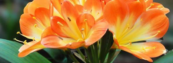 君子兰花语及寓意解读（君子兰）