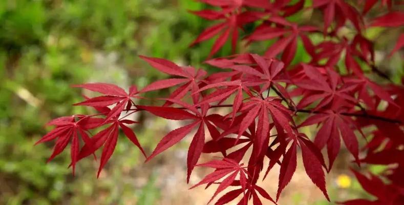 红枫发芽长叶的时间是什么时候？春季养护有哪些要点？