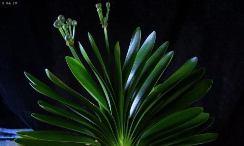 君子兰秋天养护技巧有哪些？如何确保其健康生长？