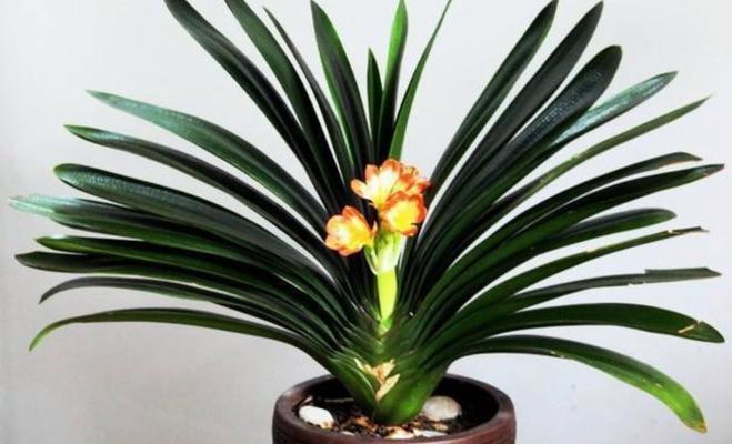 君子兰秋天养护技巧有哪些？如何确保其健康生长？