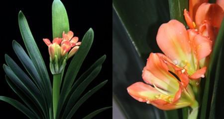 君子兰花语(探寻君子兰的深层含义) 君子兰花语(探寻君子兰的深层含义)