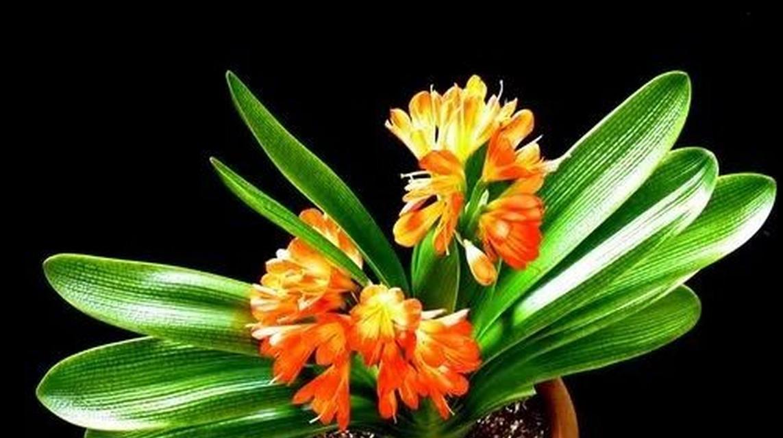 君子兰花语(探寻君子兰的深层含义) 君子兰花语(探寻君子兰的深层含义)