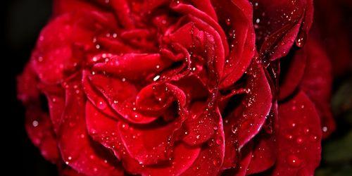 红色玫瑰的寓意与象征（红色玫瑰）