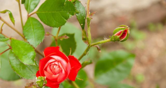 玫瑰花的生长习性特点是什么？生长环境条件有哪些要求？