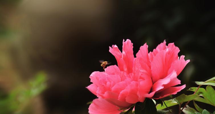 牡丹花（探寻牡丹花的花语之美）