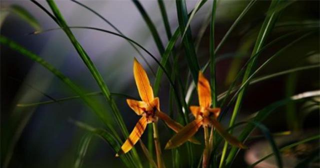 兰花的花语是什么？兰花寓意着什么？