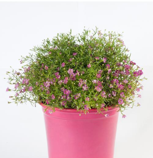 满天星种植时选择深盆还是浅盆好?哪种更适合生长?