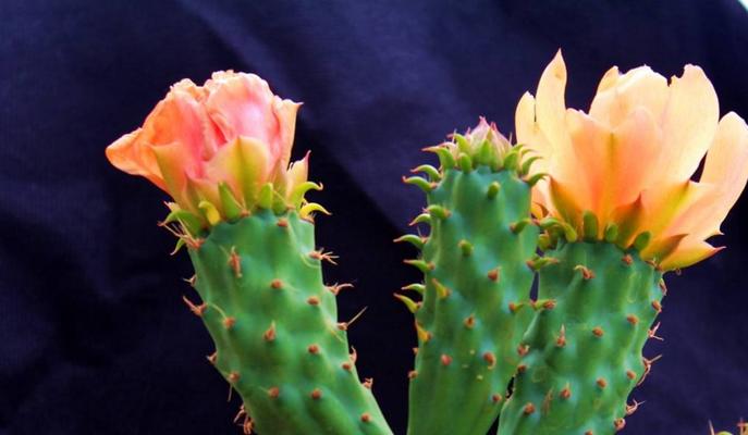 掌握仙人掌的象征与风水之道（拥抱自我成长）