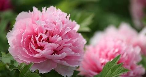 牡丹花（美丽的花朵背后蕴含的文化内涵）