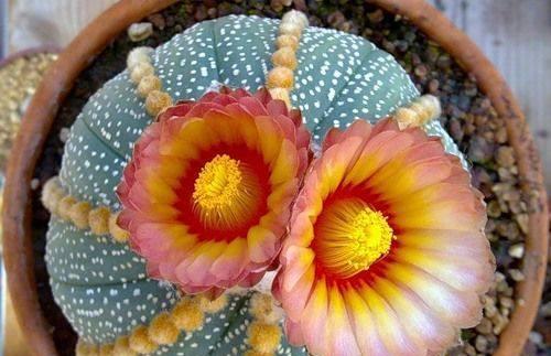 仙人球的象征意义与寓意（探寻仙人球所代表的和谐与坚韧）