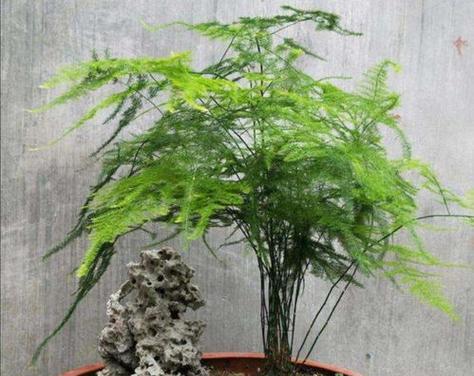 文竹如何生长?了解其生长习性和环境条件的常见问题