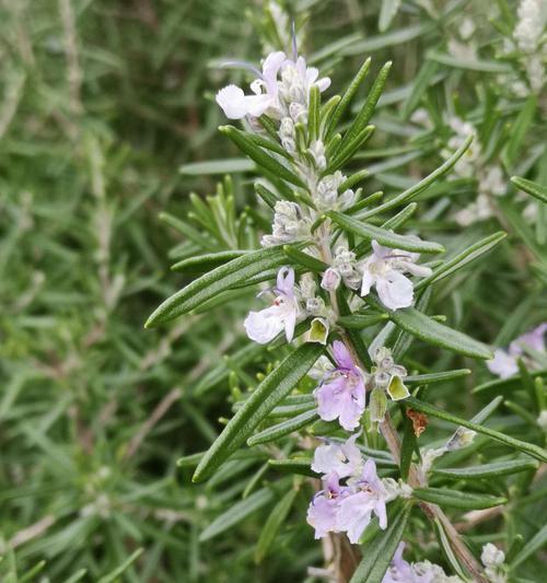 迷迭香黄叶了怎么办？有效处理方法有哪些？