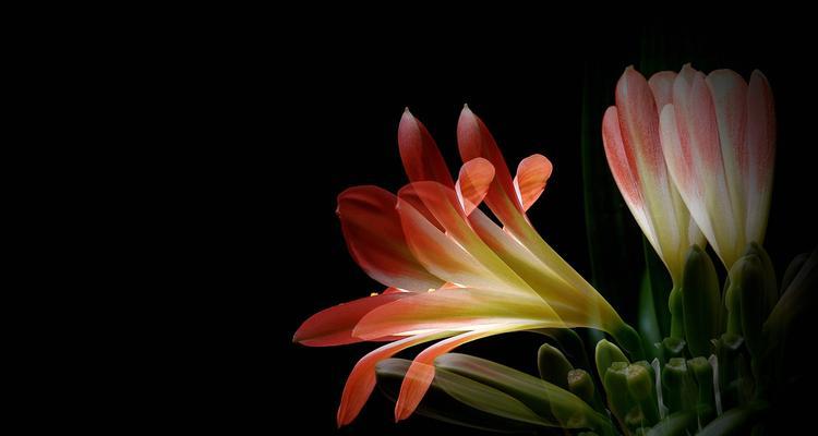 君子兰之别名的寓意（探寻君子兰别名的深意）