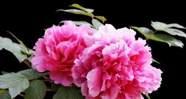 牡丹花象征意义是什么？牡丹花代表的寓意有哪些？
