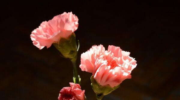 康乃馨的意义与象征（花中的爱情使者——康乃馨的含义）