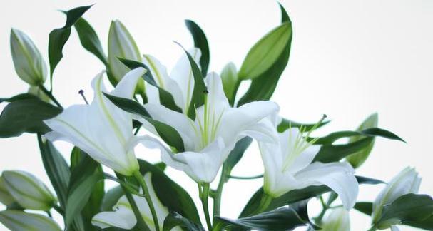 香水百合的花期与花语（探秘香水百合的生长周期与含义）