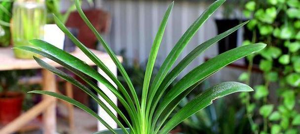 以君子兰为象征的深意（君子兰的美与寓意）