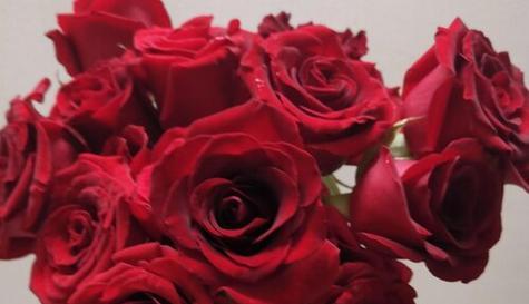 玫瑰花的花语之不同颜色的含义（探寻玫瑰花不同颜色所蕴含的情感和意义）