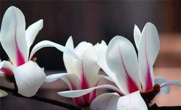 玉兰花的花语之不同颜色的象征（探秘玉兰花不同颜色的内涵与意义）