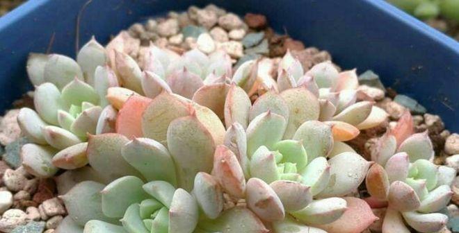 多肉植物需要每天浇水吗?正确浇水方法是什么?