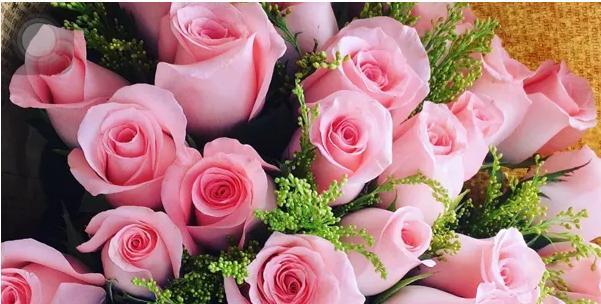 粉色玫瑰的花语与送礼禁忌（探寻粉色玫瑰的象征意义）